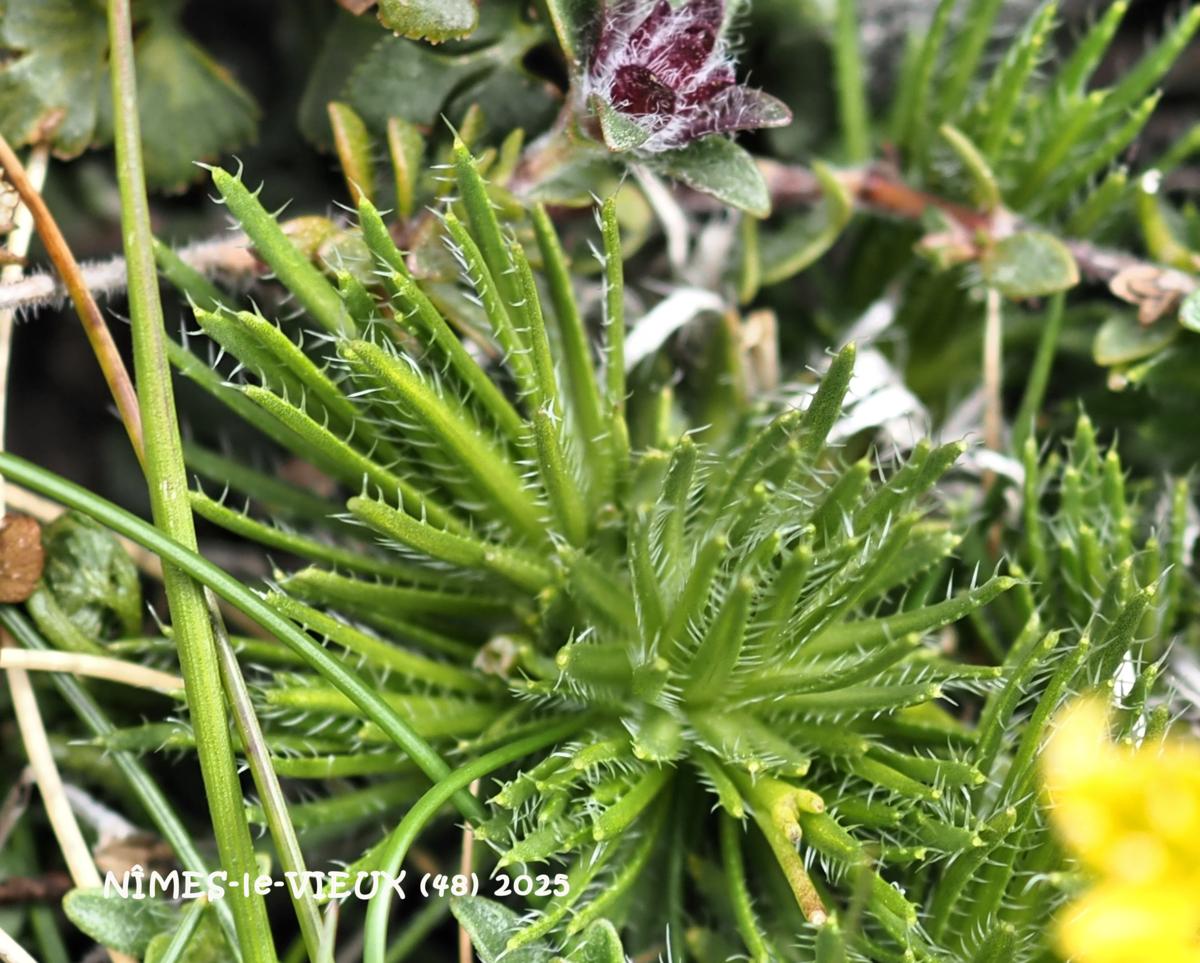 Whitlow Grass, Yellow leaf